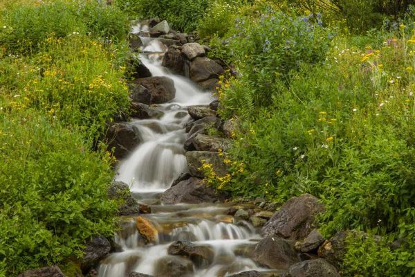 Colorado, San Juan Mts flowers next to stream